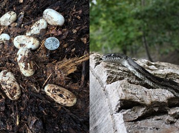 (2018-2021) Gray Ratsnake Habitat Construction and Monitoring