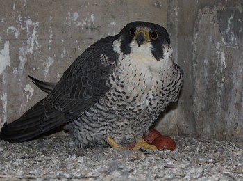 (2018-2019) Peregrine Falcon Nest Monitoring QEW - Henley Bridge Reconstruction