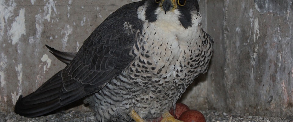 (2018-2019) Peregrine Falcon Nest Monitoring QEW - Henley Bridge Reconstruction